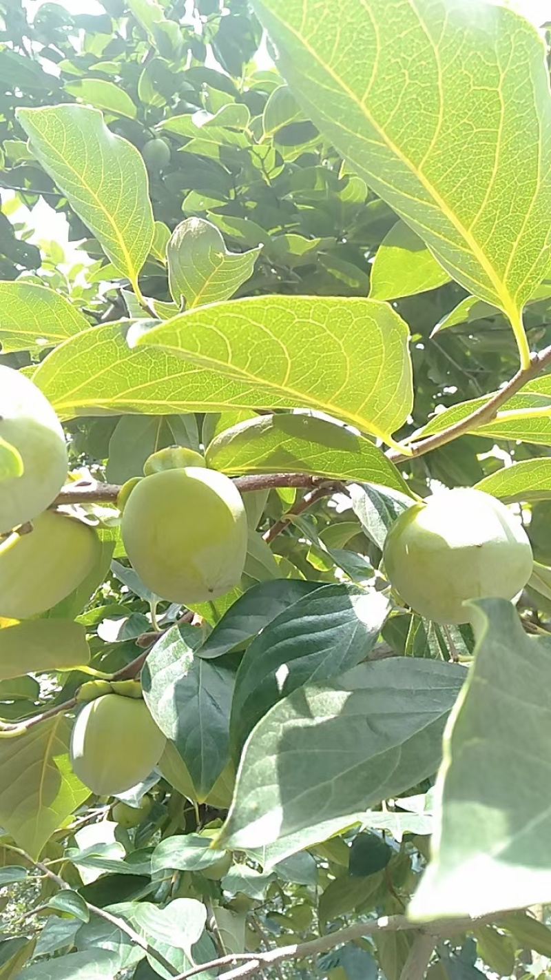 陕西富平柿饼