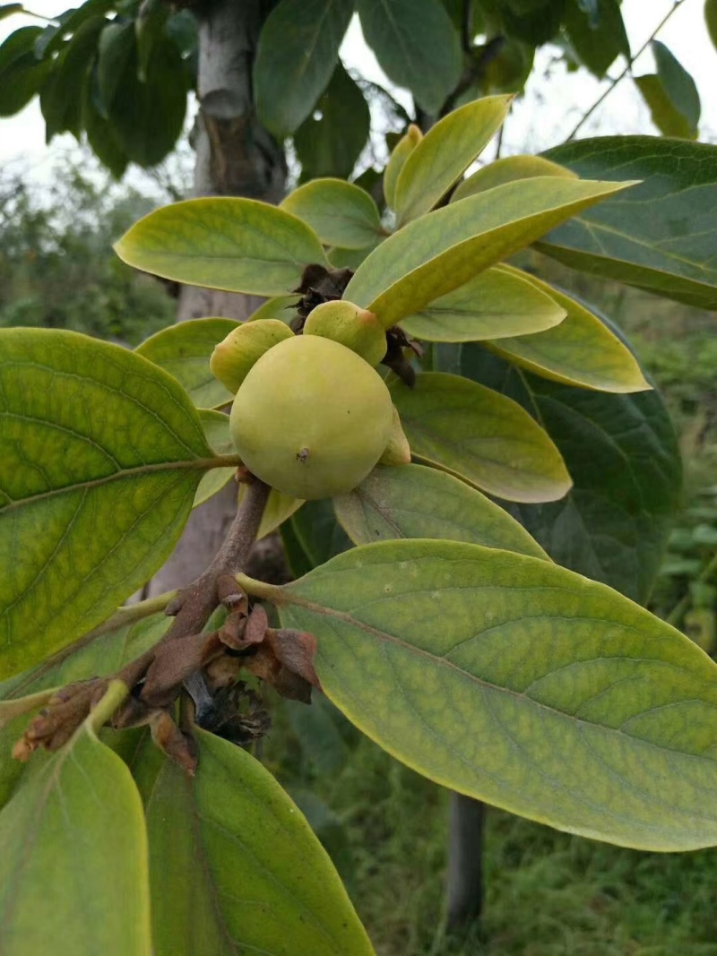 陕西富平柿饼