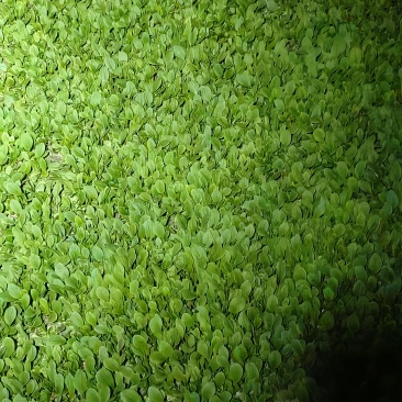 上海金山区鸡毛菜