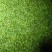 上海金山区鸡毛菜