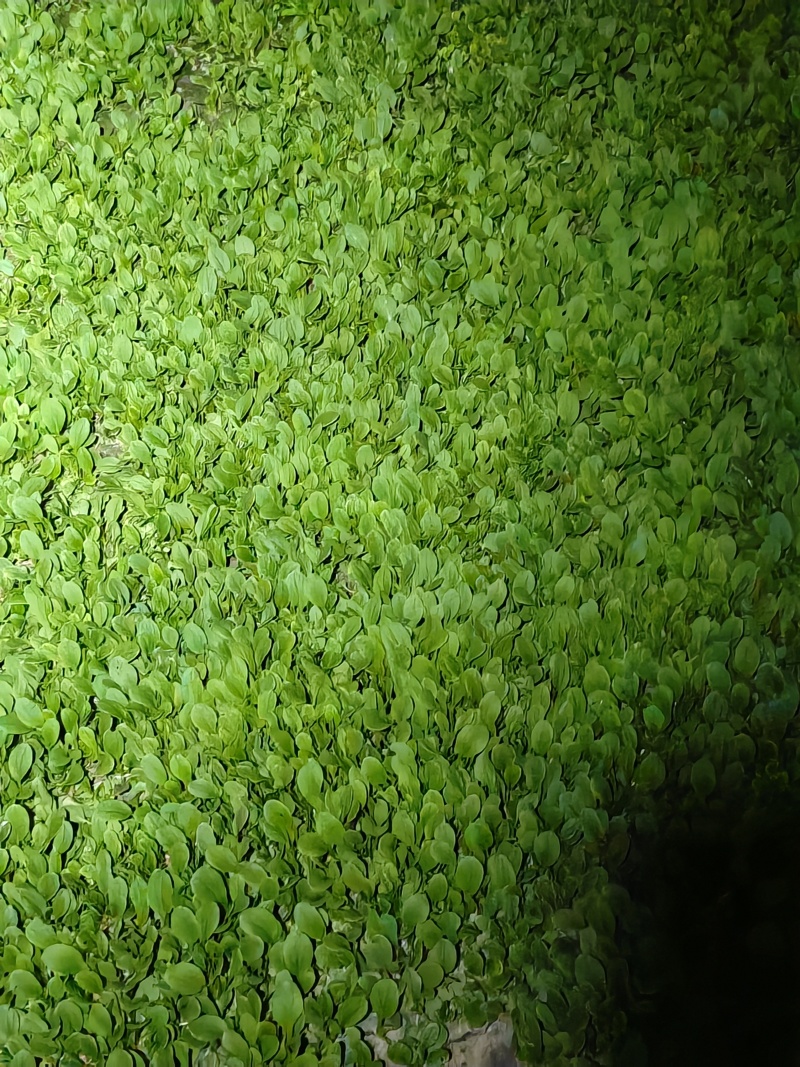 上海金山区鸡毛菜