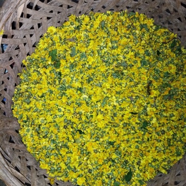野菊花