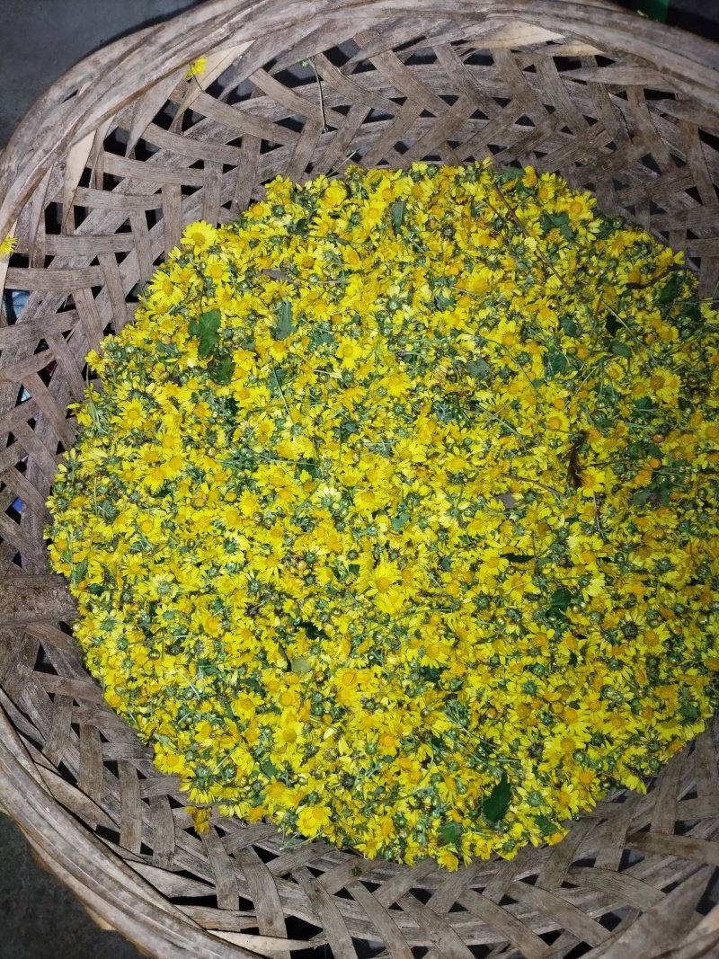 野菊花