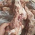 前腿骨