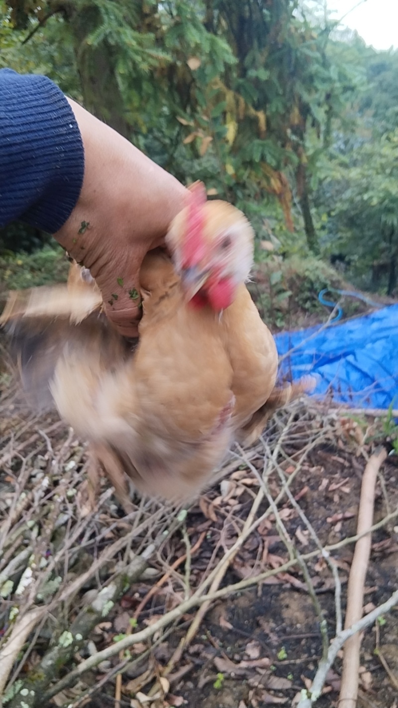 遵义跑山鸡