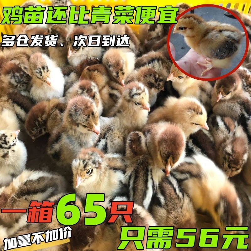 麻鸡苗诚信商家货到满意付款满千送百诚信服务