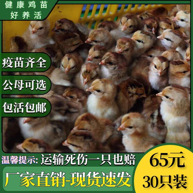 麻鸡苗诚信商家货到满意付款满千送百诚信服务