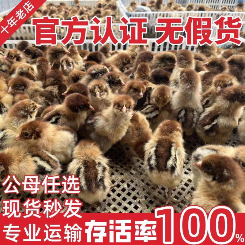 土鸡苗诚信商家货到满意付款满千送百诚信服务
