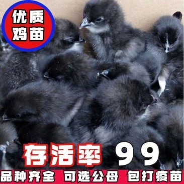五黑鸡苗诚信商家货到满意付款满千送百诚信服务