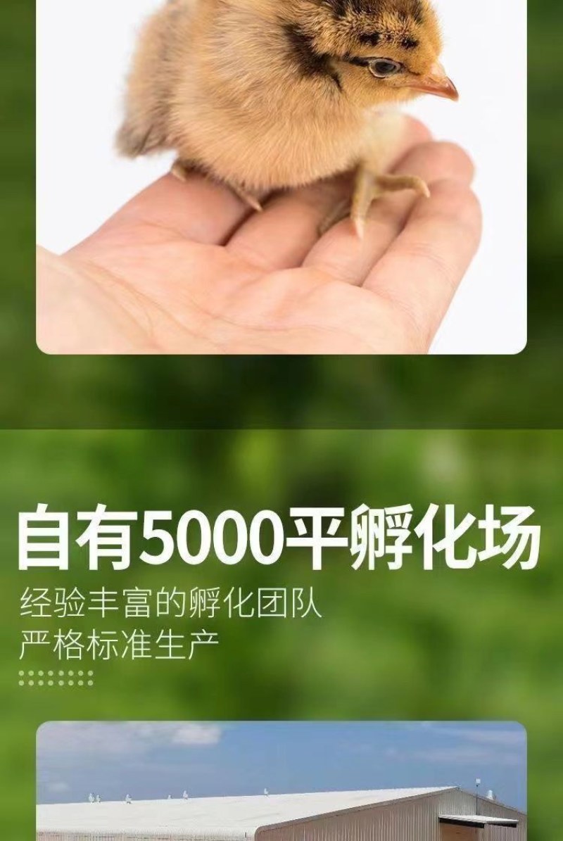 三黄鸡苗诚信商家货到满意付款满千送百诚信服务