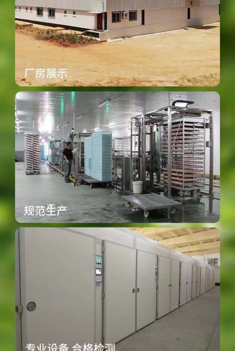 三黄鸡苗诚信商家货到满意付款满千送百诚信服务