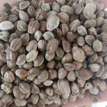 甘肃特产天水大麻子大粒新货人吃食用大颗粒麻子