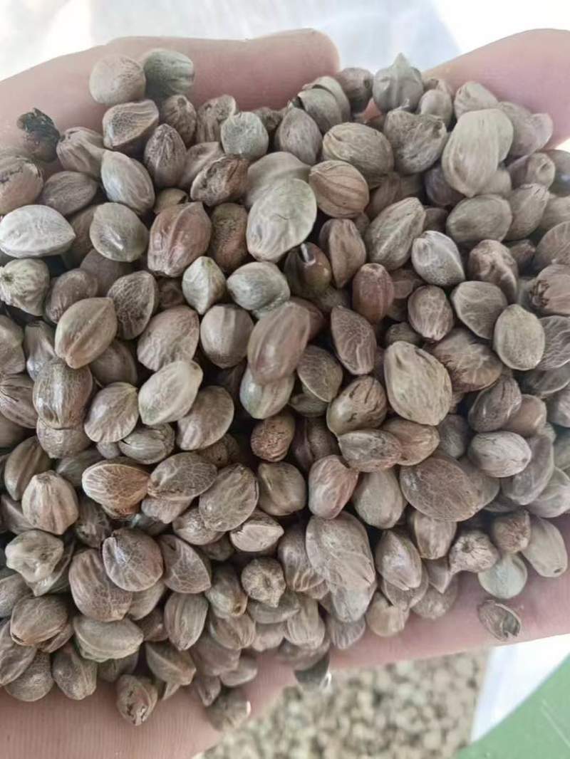 甘肃特产天水大麻子大粒新货人吃食用大颗粒麻子