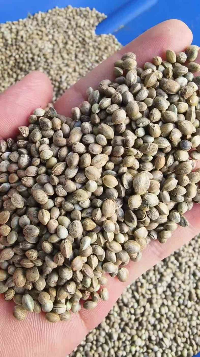甘肃特产天水大麻子大粒新货人吃食用大颗粒麻子