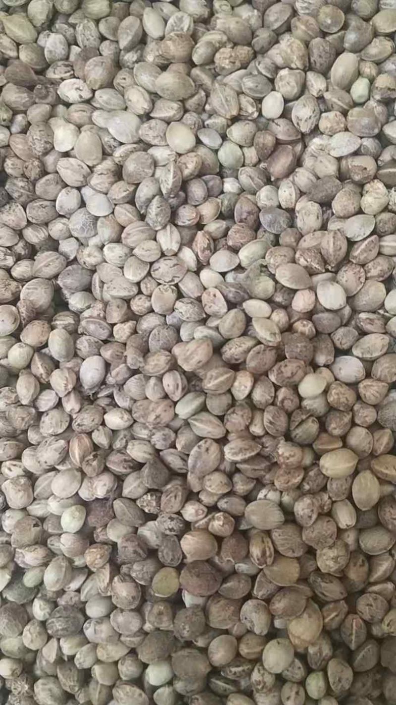 甘肃特产天水大麻子大粒新货人吃食用大颗粒麻子