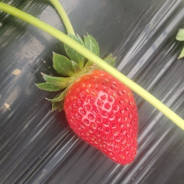 隋珠草莓
