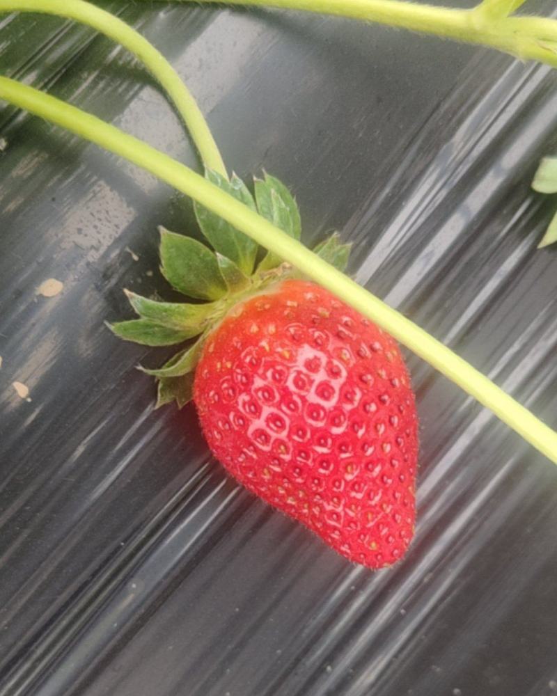 隋珠草莓