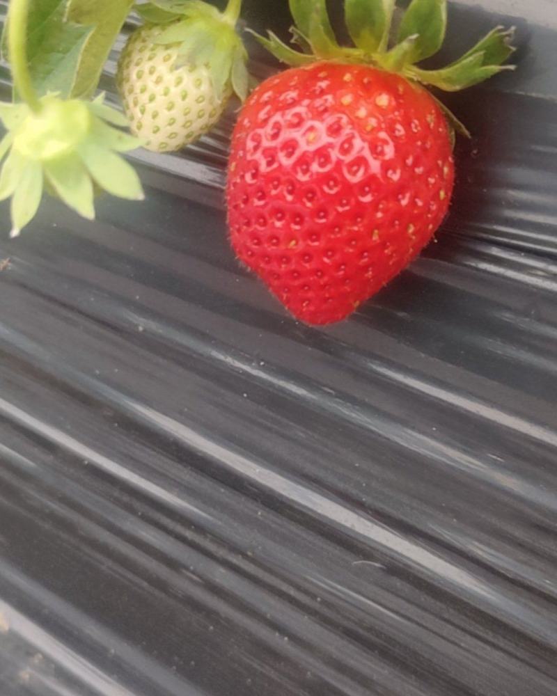 隋珠草莓