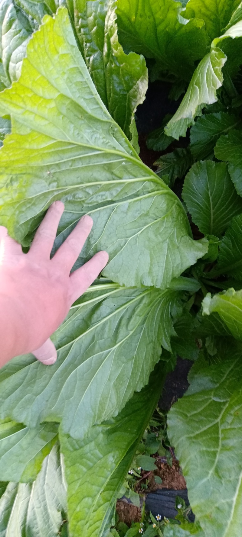 贵州五月青