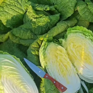 黄心白菜2毛