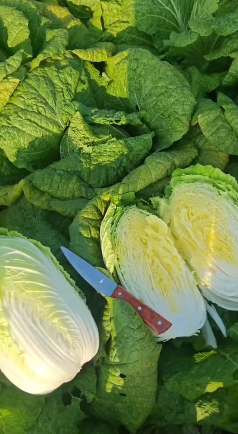 黄心白菜2毛