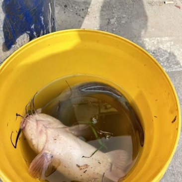 鲶鱼