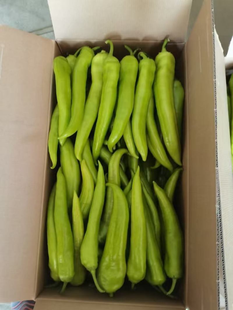 精品尖椒