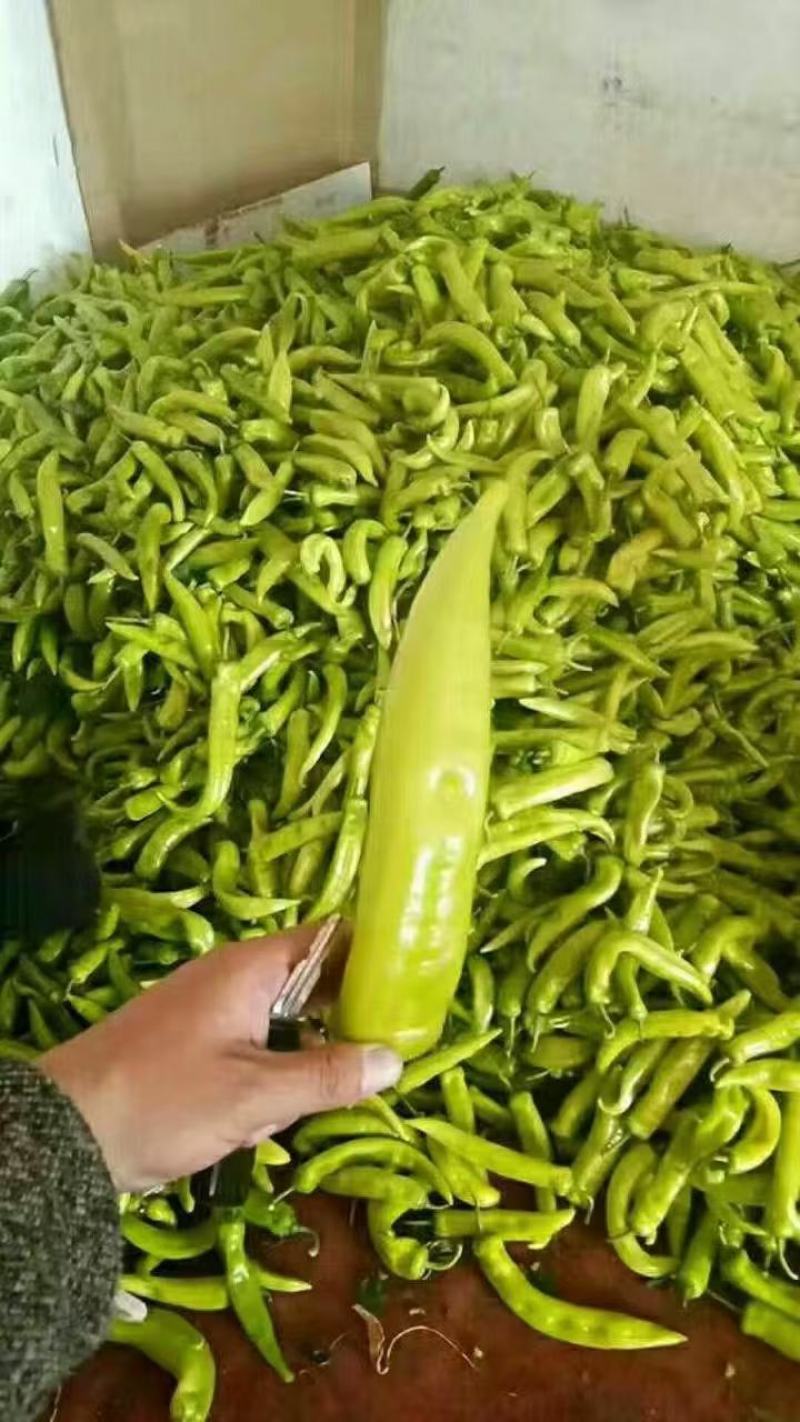 精品尖椒