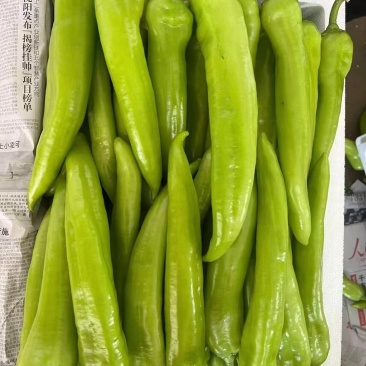 精品尖椒