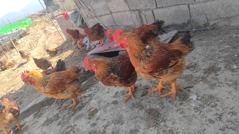 肉鸡
