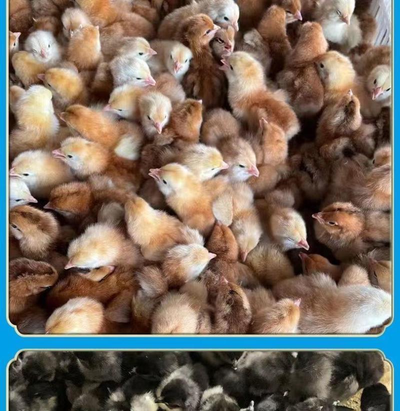 麻鸡苗货到满意付款包防疫运输买1000送100