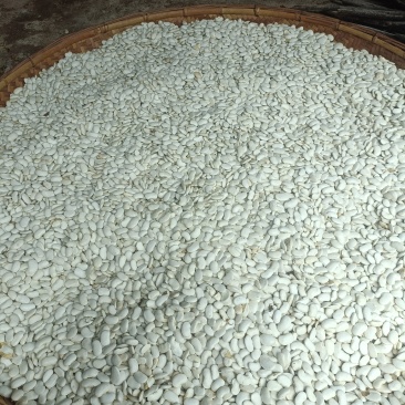 云南白芸豆新鲜白芸豆现剥芸豆自产自销保质保量量大从优批发