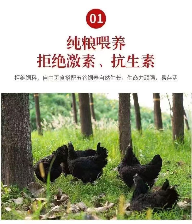 五黑鸡苗货到满意付款包防疫运输买1000送100