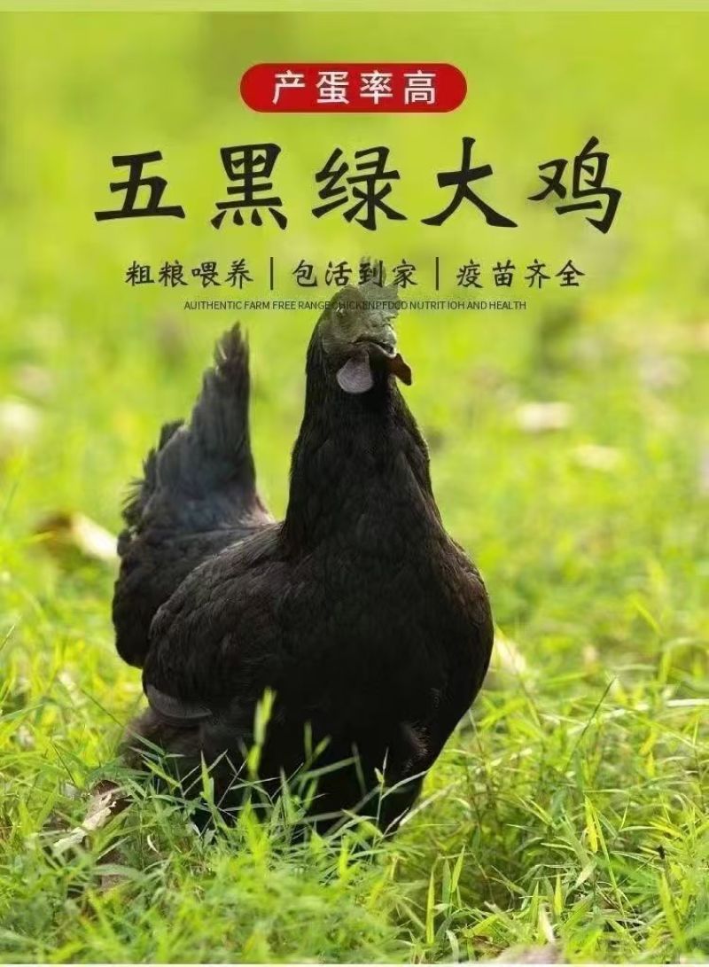 五黑鸡苗货到满意付款包防疫运输买1000送100
