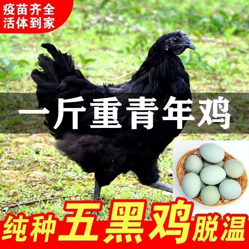 五黑鸡苗货到满意付款包防疫运输买1000送100