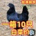 五黑鸡苗货到满意付款包防疫运输买1000送100