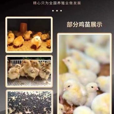 三黄鸡苗货到满意付款包防疫运输买1000送100