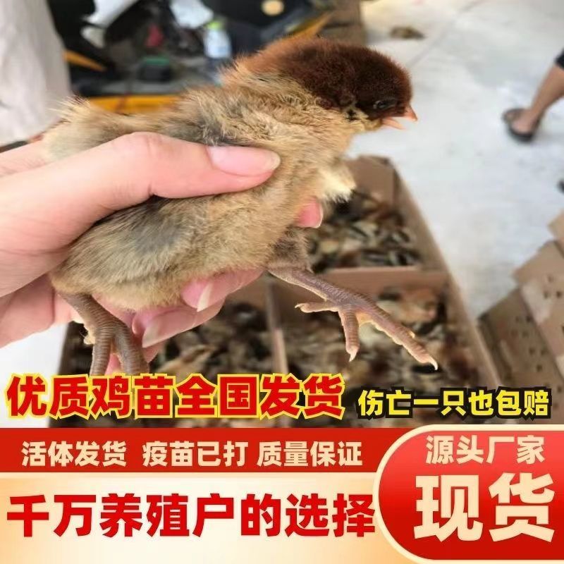 三黄鸡苗货到满意付款包防疫运输买1000送100