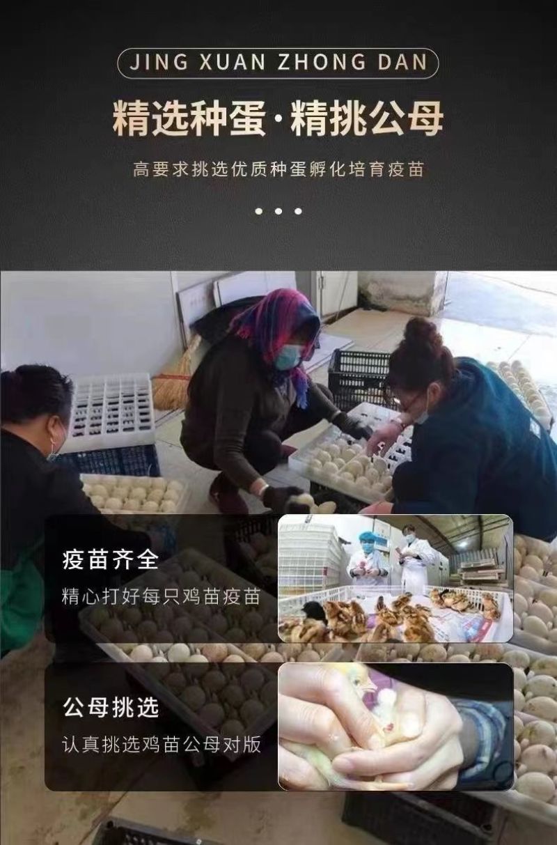 三黄鸡苗货到满意付款包防疫运输买1000送100
