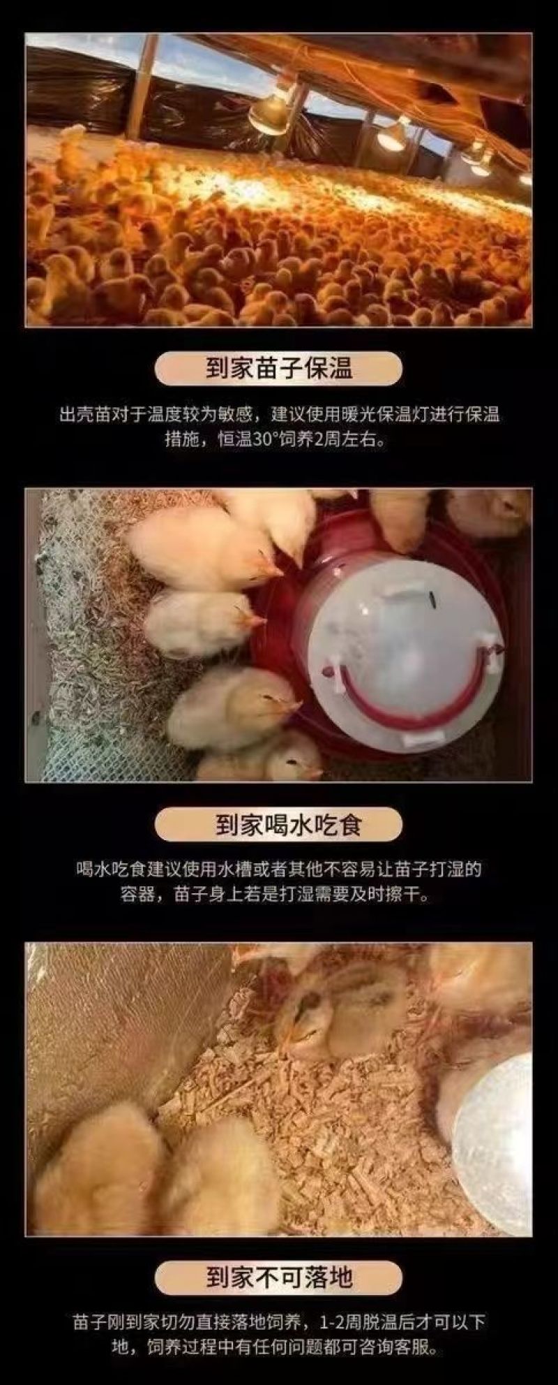 三黄鸡苗货到满意付款包防疫运输买1000送100