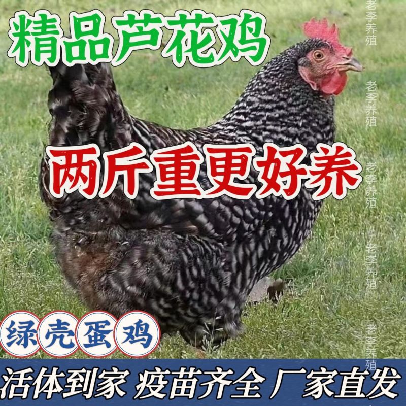 芦花鸡苗货到满意付款包防疫运输买1000送100