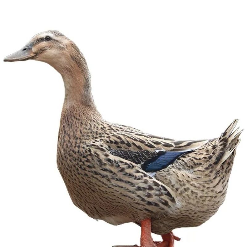 金锭鸭苗货到满意付款包防疫运输买1000送100
