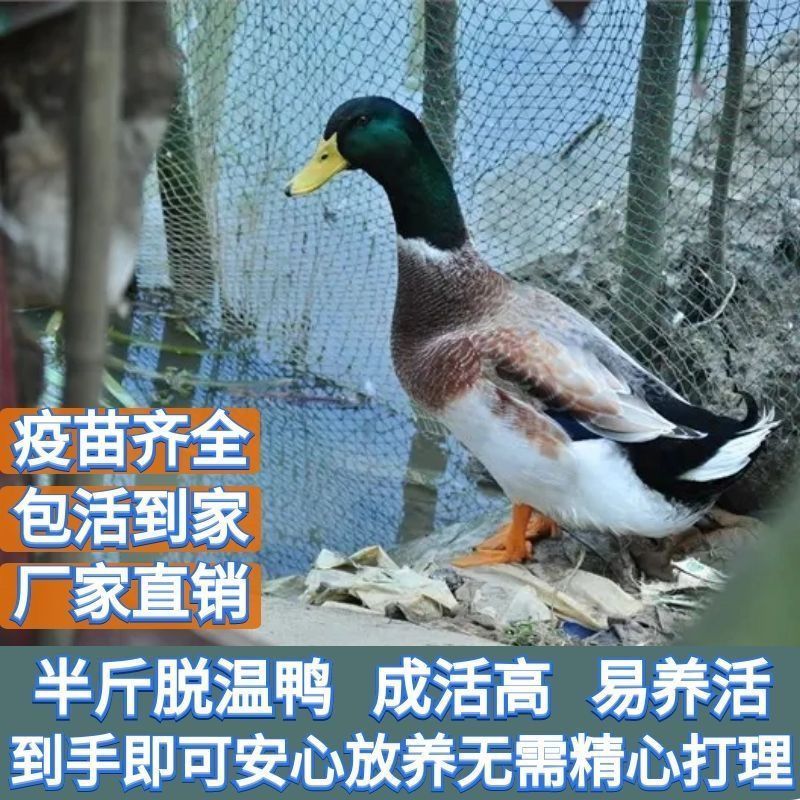 麻鸭苗货到满意付款包防疫运输买1000送100