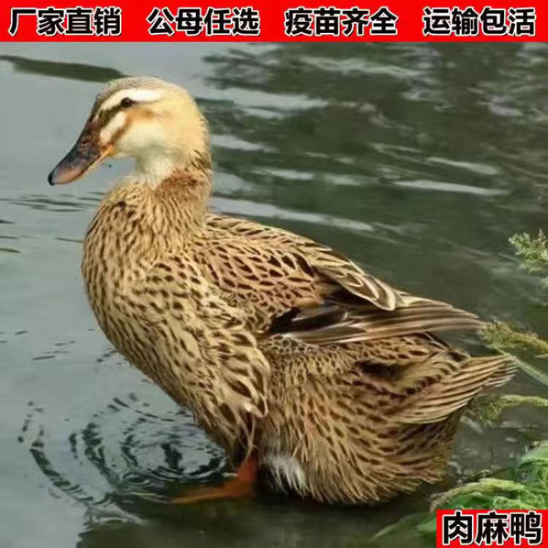 麻鸭苗货到满意付款包防疫运输买1000送100
