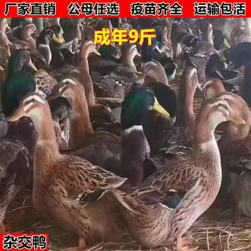麻鸭苗货到满意付款包防疫运输买1000送100