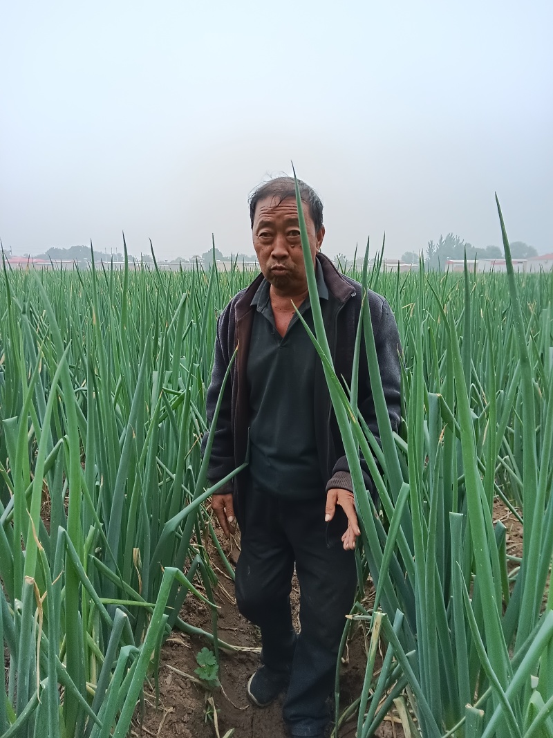 长白大葱