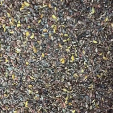 正宗川黄柏种子，大叶厚皮种子，饱满度达90