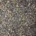 正宗川黄柏种子，大叶厚皮种子，饱满度达90