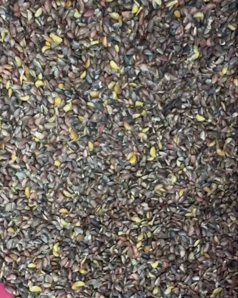 正宗川黄柏种子，大叶厚皮种子，饱满度达90