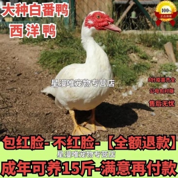 番鸭苗货到满意付款包防疫运输买1000送100
